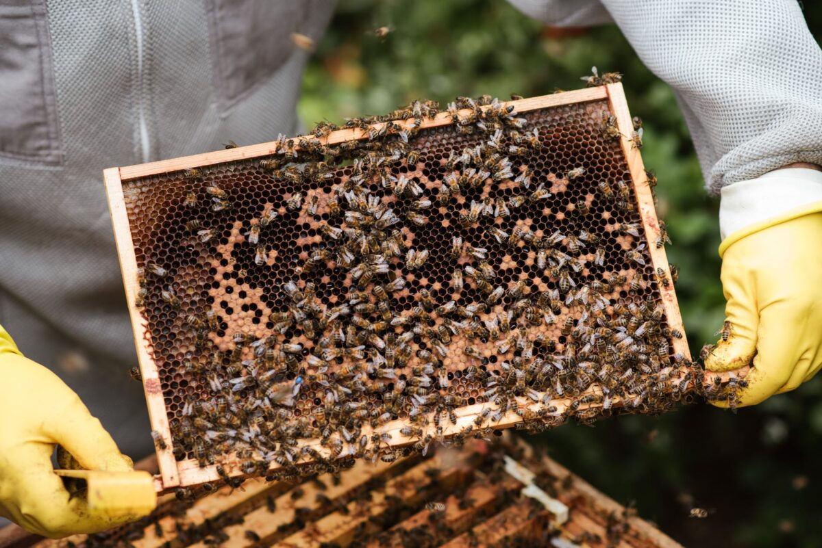 crop farmer showing honeycomb with bees